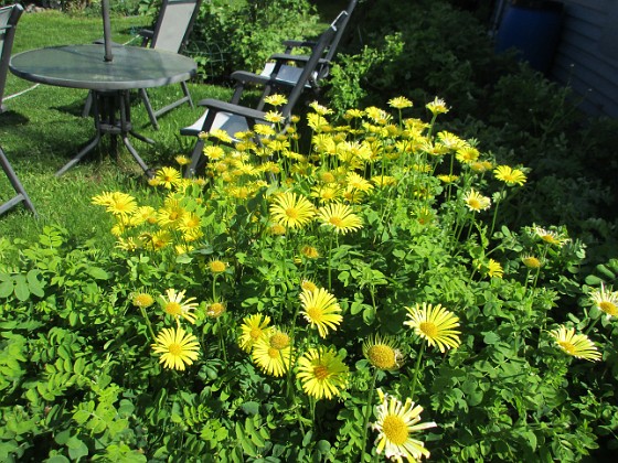 Vårkrage { Den här ringkragen har blommat i flera veckor nu. } 