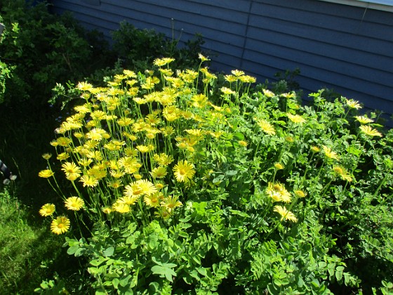 Vårkrage { Den här ringkragen har blommat i flera veckor nu.                                } 