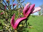                                 (2024-05-13 Magnolia_0007)