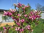                                 (2024-05-16 Magnolia_0009)