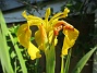  (2024-06-03 Iris_0001)