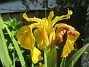  (2024-06-03 Iris_0002)