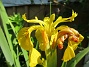  (2024-06-03 Iris_0003)