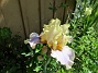  (2024-06-03 Iris_0007)