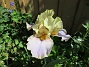 Iris  
  
2024-06-03 Iris_0009