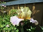 Iris  
  
2024-06-03 Iris_0010