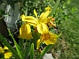  (2024-06-03 Iris_0013)