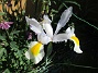  (2024-06-03 Iris_0041)