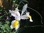  (2024-06-03 Iris_0046)