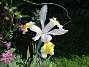 Iris  
  
2024-06-03 Iris_0047