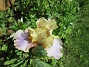 Iris  
  
2024-06-03 Iris_0048