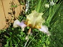  (2024-06-03 Iris_0057)