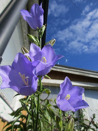 Blåklocka {  } 