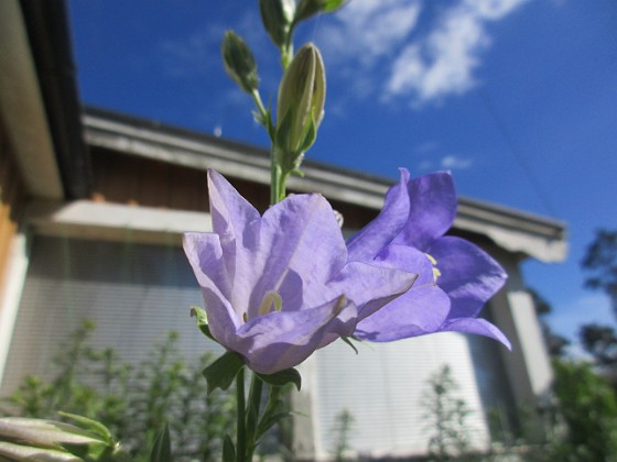 Blåklocka {  } 