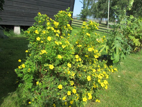 Ölandstok {  } 