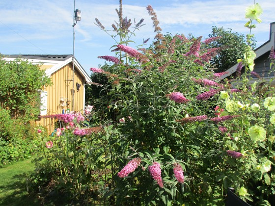 Syrenbuddleja {  } 