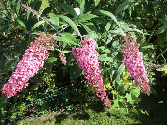 Syrenbuddleja {  } 