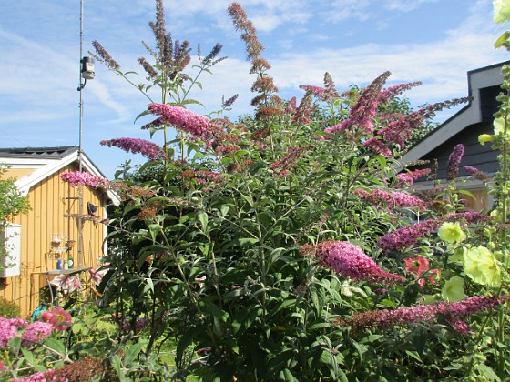 Syrenbuddleja {  } 