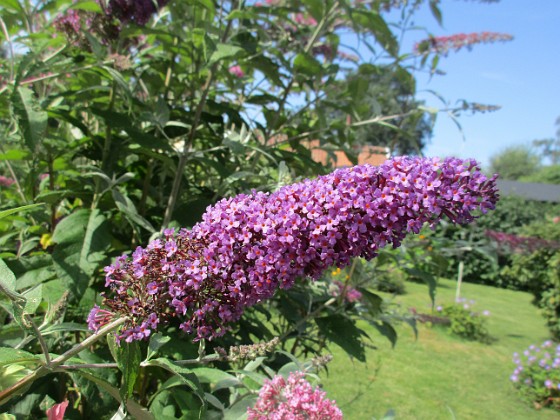 Syrenbuddleja {  } 