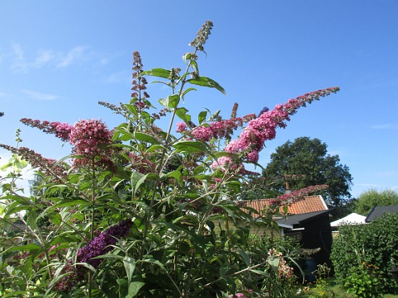 Syrenbuddleja  
  
2024-07-30 Syrenbuddleja_0036  
Granudden  
Färjestaden  
Öland