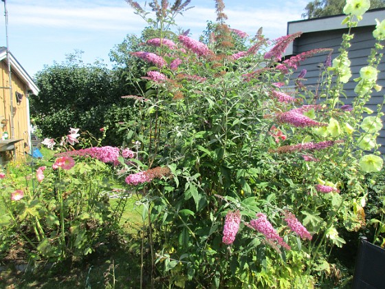 Syrenbuddleja {  } 