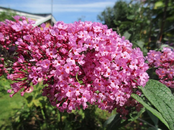 Syrenbuddleja  
  
2024-07-30 Syrenbuddleja_0055  
Granudden  
Färjestaden  
Öland