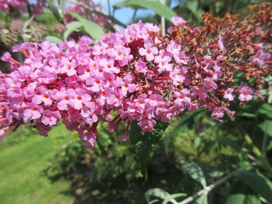 Syrenbuddleja {  } 