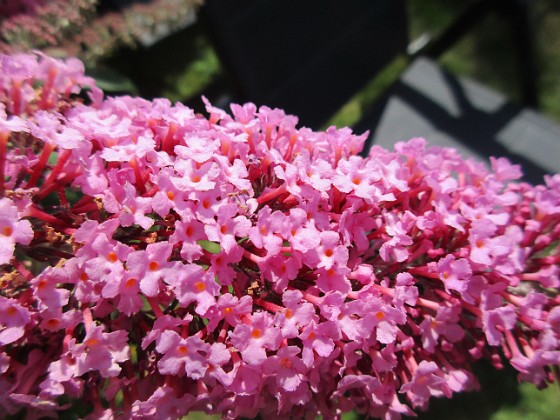 Syrenbuddleja {  } 