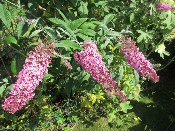 Syrenbuddleja {  } 