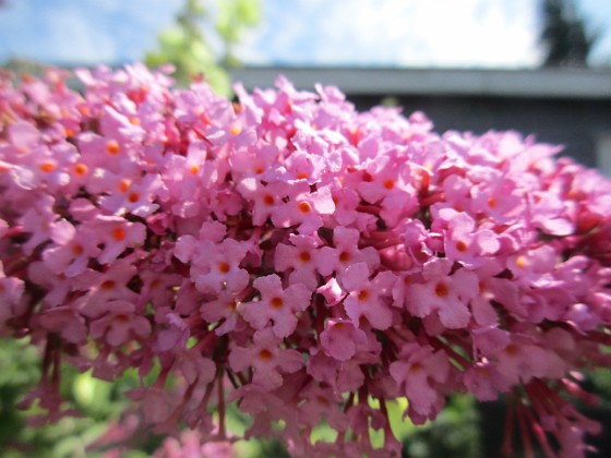 Syrenbuddleja {  } 