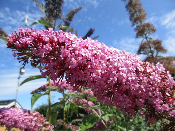 Syrenbuddleja {  } 