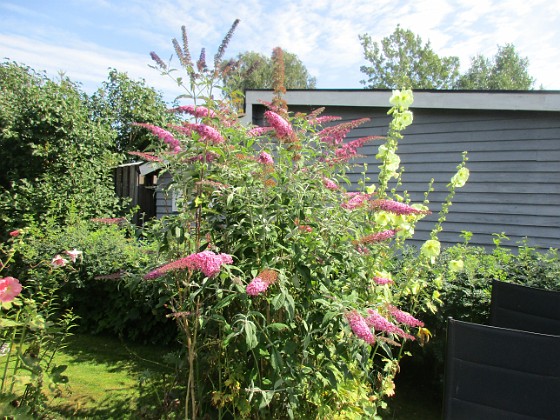 Syrenbuddleja {  } 