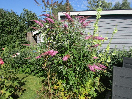 Syrenbuddleja {  } 