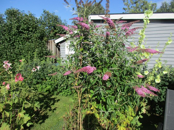 Syrenbuddleja  
  
2024-07-30 Syrenbuddleja_0140  
Granudden  
Färjestaden  
Öland