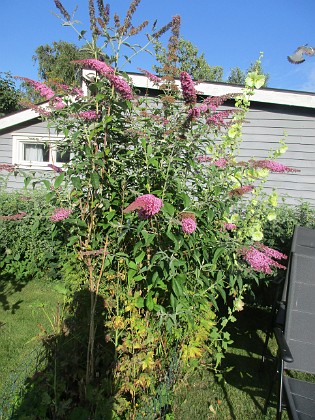 Syrenbuddleja  
  
2024-07-30 Syrenbuddleja_0156  
Granudden  
Färjestaden  
Öland