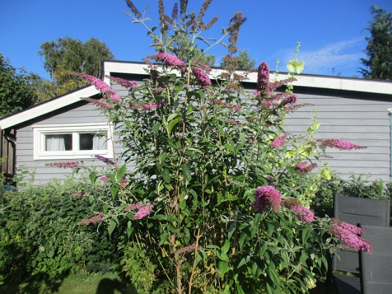 Syrenbuddleja {  } 