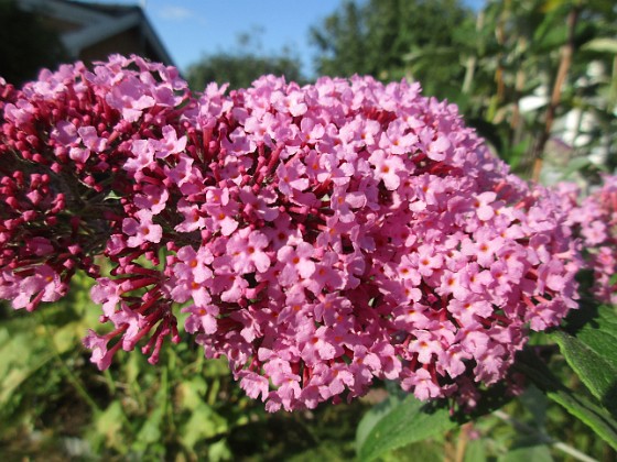 Syrenbuddleja {  } 