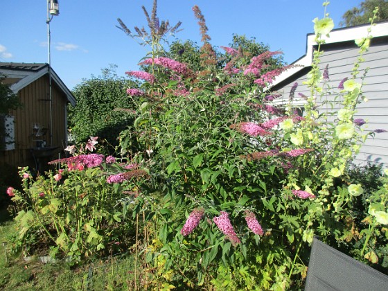 Syrenbuddleja {  } 