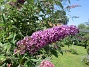  (2024-07-30 Syrenbuddleja_0035)