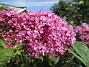  (2024-07-30 Syrenbuddleja_0055)