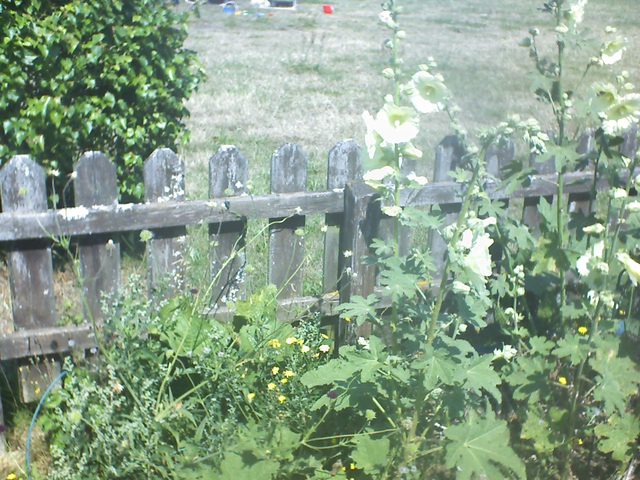 CPGP Garden Cam : Historik