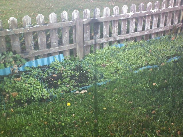 CPGP Garden Cam : Historik