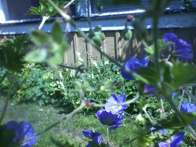 CPGP Garden Cam : Historik