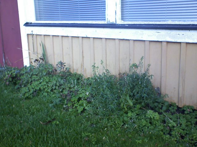 CPGP Garden Cam : Historik