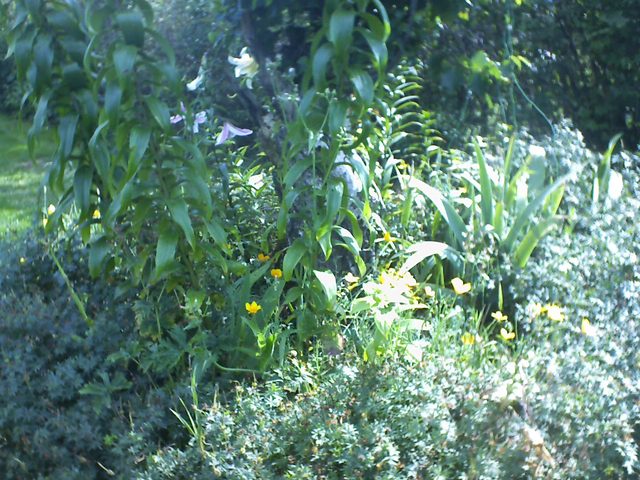 CPGP Garden Cam : Historik